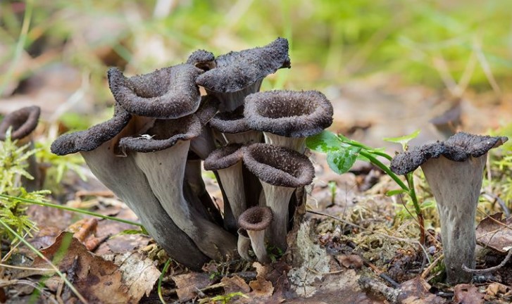 Temps De Cuisson Trompette De La Mort Fraîche jemangefrancais.com
